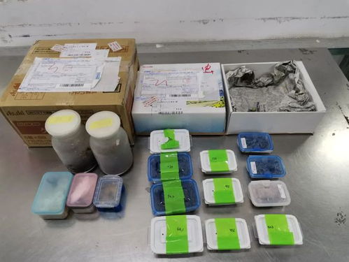 摇身一变 日用品 北京海关在进境邮政快件中连续查获活体甲虫4批次30只